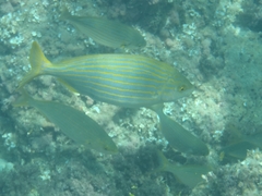 Sarpa salpa