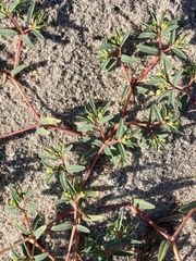 Euphorbia polygonifolia