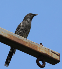 Anthochaera chrysoptera
