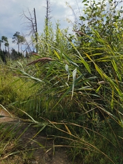 Phragmites australis australis