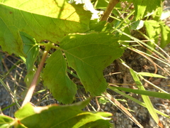 Aralia hispida