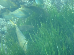Sarpa salpa