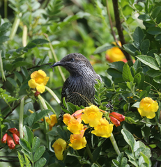 Anthochaera chrysoptera