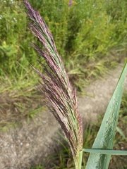 Phragmites australis australis
