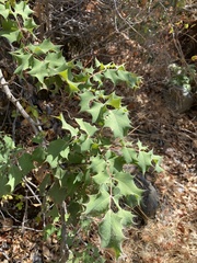 Berberis dictyota
