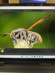 Hoplitimyia mutabilis