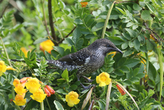 Anthochaera chrysoptera