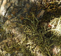 Homalothecium nuttallii