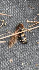 Sphecius speciosus