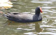Gallinula tenebrosa