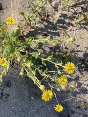 Heterotheca subaxillaris