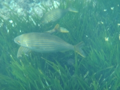 Sarpa salpa