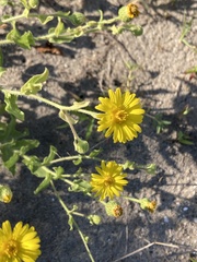 Heterotheca subaxillaris