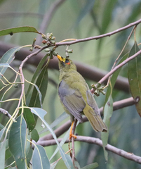 Manorina melanophrys