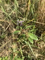 Mentha canadensis
