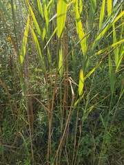 Phragmites australis australis