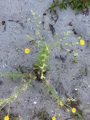 Heterotheca subaxillaris