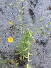 Heterotheca subaxillaris