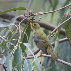 Manorina melanophrys