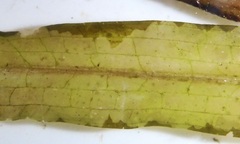 Potamogeton alpinus