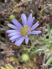 Symphyotrichum chilense