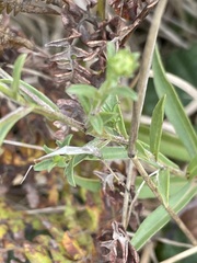Symphyotrichum chilense