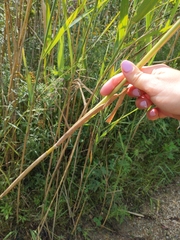 Phragmites australis australis