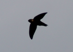 Chaetura pelagica