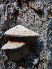 Rhodofomes cajanderi