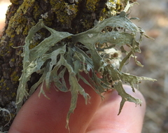 Ramalina leptocarpha
