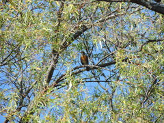 Turdus rufopalliatus
