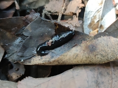 Continenticola