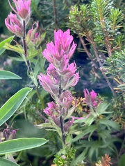 Castilleja parviflora olympica
