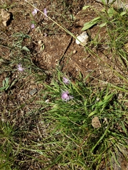 Centaurea stoebe