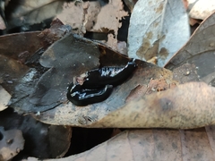 Continenticola