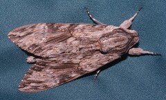 Agrius convolvuli