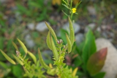 Polanisia dodecandra