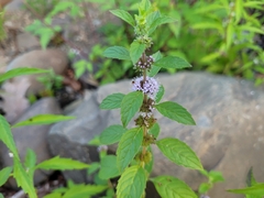 Mentha canadensis