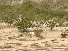 Larrea tridentata