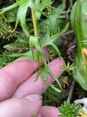 Castilleja parviflora olympica