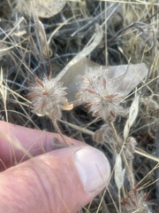 Trifolium hirtum