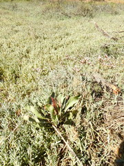 Limonium californicum