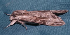 Agrius convolvuli