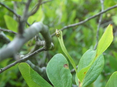 Diabrotica undecimpunctata