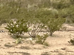 Larrea tridentata