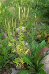 Polanisia dodecandra