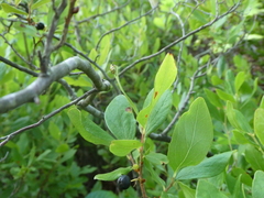 Diabrotica undecimpunctata