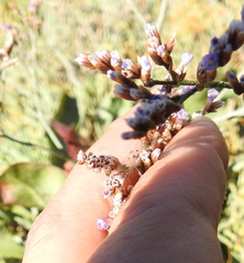 Limonium californicum