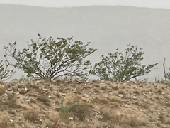 Larrea tridentata