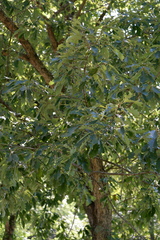 Quercus muehlenbergii